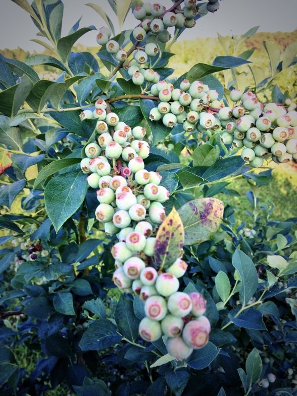 Social spots from JD Farms US