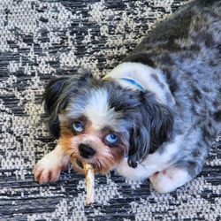 Fish and More Pet Store - Blue enjoying his Etta Says treat!