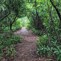 Bear Creek Preserve - Natural Lands - Rhododendron on the trails