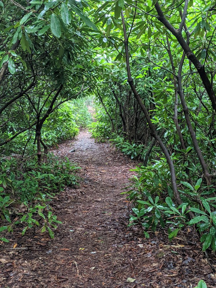 Bear Creek Preserve - Natural Lands Image
