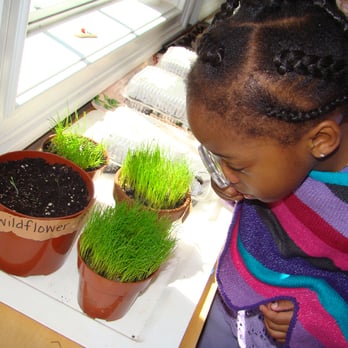 Alphabet Academy, South Campus - Watching grass grow...literally! - Child Care & Day Care Near Me - Hamden, Connecticut Alphabet Academy, South Campus - Watching grass grow...literally! - Child Care & Day Care Near Me - Hamden, Connecticut