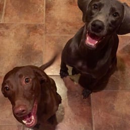 Remi & Bleu LOVE their visits at Cat & Cow! Remi & Bleu LOVE their visits at Cat & Cow!