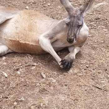 Gorge Wildlife Park - Parks Near Me - Cudlee Creek, SA Gorge Wildlife Park - Parks Near Me - Cudlee Creek, SA