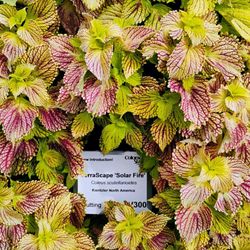 CSU Flower Trial Garden - TerraScape 'Solar Fire'  10-11-2024