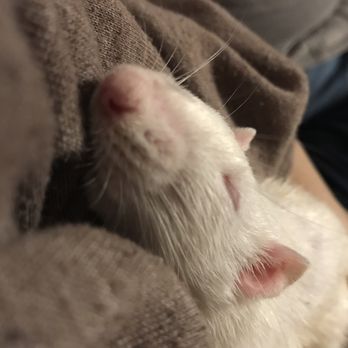 reptile hut exotic pet store