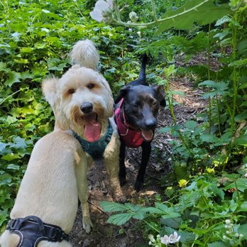Montclair Pet Care - doggy smiles, loving walks with Kelsey - Dog Walkers Near Me Montclair Pet Care - doggy smiles, loving walks with Kelsey - Dog Walkers Near Me