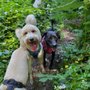 Photo of Montclair Pet Care