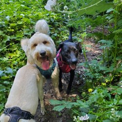 Montclair Pet Care - doggy smiles, loving walks with Kelsey