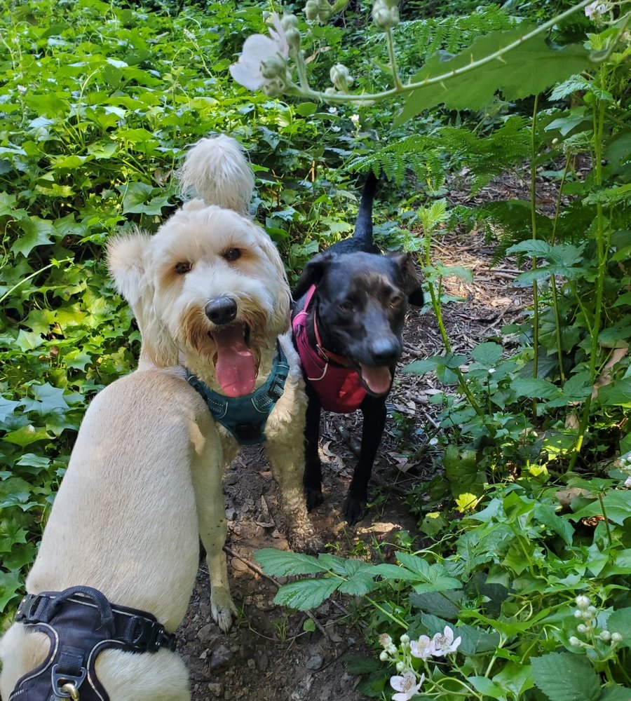 MONTCLAIR PET CARE Updated September 2024 30 Photos & 18 Reviews