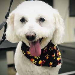 Greco's Grooming Salon