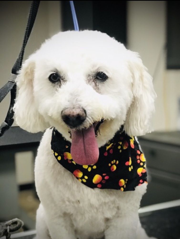 GRECO’S GROOMING SALON Updated August 2024 17 Photos & 27 Reviews