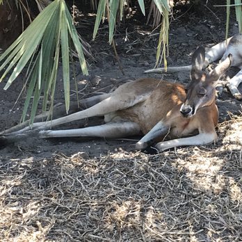 Brevard Zoo - Zoos Near Me - Melbourne, Florida