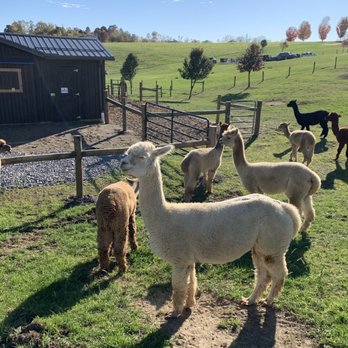 Yellow Butterfly Winery - a group of alpacos in a field - Wineries Near Me - Newcomerstown, Ohio Yellow Butterfly Winery - a group of alpacos in a field - Wineries Near Me - Newcomerstown, Ohio