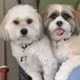 Photo of Pampered Paws Pet Spa