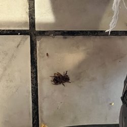 Panaderia 20 De Julio - Dead bug underneath the table