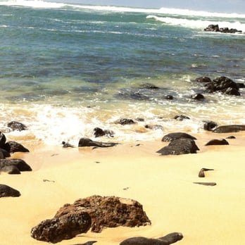 Laniakea Beach - Beaches Near Me - Haleiwa, Hawaii Laniakea Beach - Beaches Near Me - Haleiwa, Hawaii
