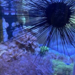 Sandoway Discovery Center - Tanks