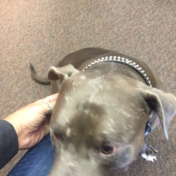 T-Town Leather - And this is Blue.. He's friendly also. - Leather Goods Near Me - Tulsa, Oklahoma T-Town Leather - And this is Blue.. He's friendly also. - Leather Goods Near Me - Tulsa, Oklahoma