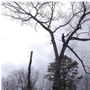 Photo of Scrappy’s Tree Service