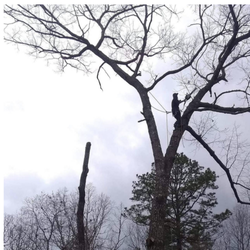 Scrappy’s Tree Service