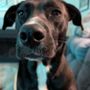 Playful Pooch