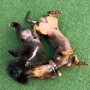 Photo of Riley’s Doggie Daycare