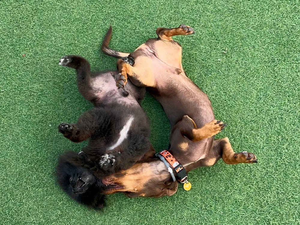 Riley’s Doggie Daycare - pet boarding facility in Los Angeles, CA