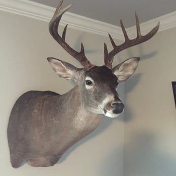 Wildlife Designs Taxidermy - Right turn semi sneak - Taxidermy Near Me - Marble Falls, Texas Wildlife Designs Taxidermy - Right turn semi sneak - Taxidermy Near Me - Marble Falls, Texas