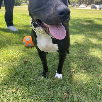 High Desert Doggy Daycare - Dog Walkers Near Me
