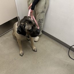 Service animals approved