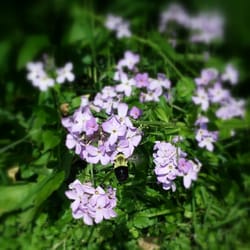 Colonial Park - Buzy Bees