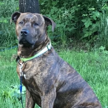 Tanasbourne Veterinary Emergency - King. RIP I WILL LOVE YOU FOREVER! I'm sorry!! I wish I would have known better!! - Veterinarians Near Me - Beaverton, Oregon