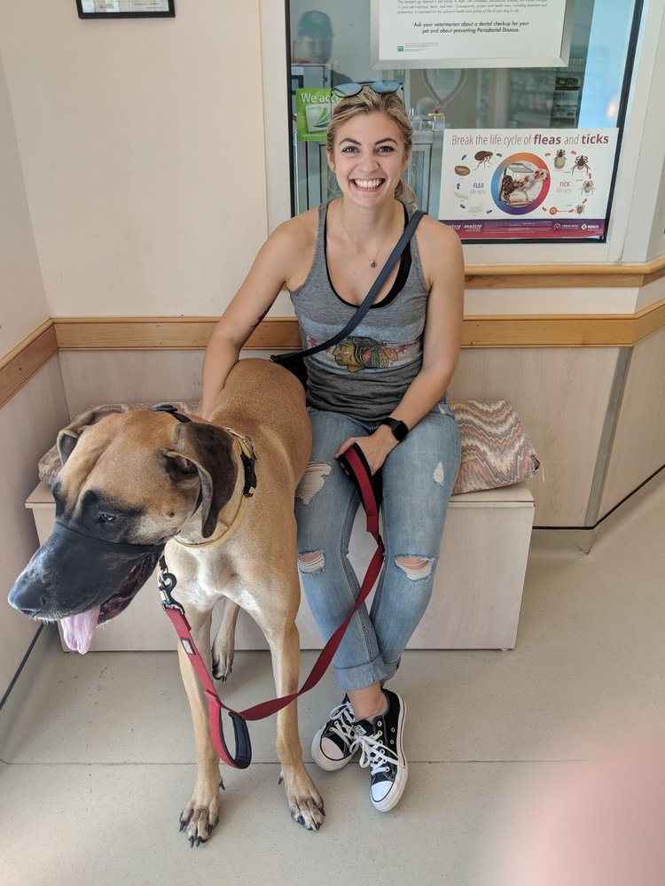 Boulevard Veterinary Hospital - pet boarding facility in Norfolk, VA