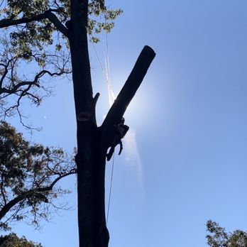 Maryland Tree Experts - This is the second one they cut down! I was skeptic because of how huge these trees were but they did an amazing job. - Tree Services Near Me - White Marsh, Maryland Maryland Tree Experts - This is the second one they cut down! I was skeptic because of how huge these trees were but they did an amazing job. - Tree Services Near Me - White Marsh, Maryland