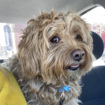 PetSmart Dog Training - Dog before haircut - Pet Stores Near Me - Reno, Nevada