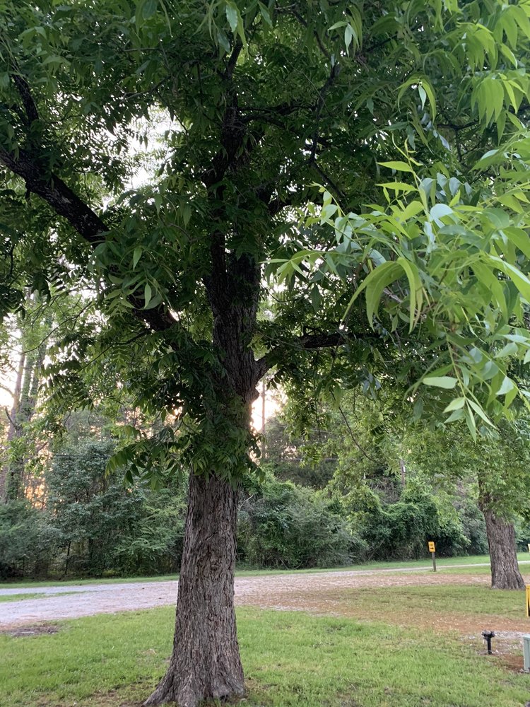 CORDELE KOA Updated August 2024 11 Photos & 10 Reviews 373