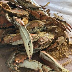 “The Best” Crabs Seafood Company - Jumbos. Hot, fat, and delicious.