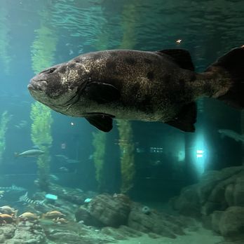 Monterey Bay Aquarium - One of the many tanks - Aquariums Near Me - Monterey, California