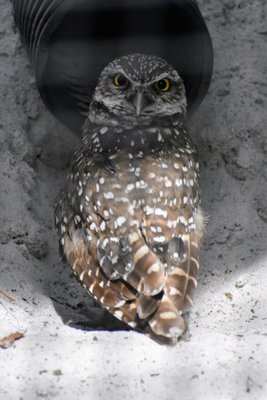 Audubon Center for Birds of Prey by null