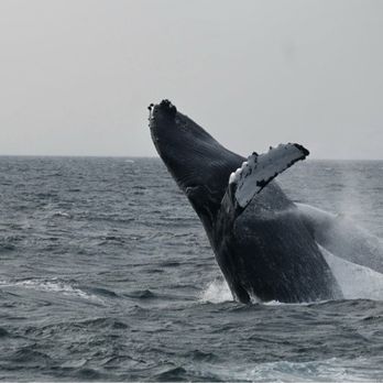 Hyannis Whale Watcher Cruises - Whale Watching Tours Near Me - Barnstable, Massachusetts Hyannis Whale Watcher Cruises - Whale Watching Tours Near Me - Barnstable, Massachusetts