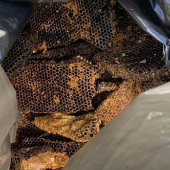 Mikol Bee Remover - Old honey combs to throw away - Pest Control Near Me