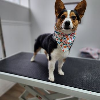 Ciara's Pet Grooming - Pet Groomers Near Me - Lucedale, Mississippi