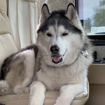 Peaceful Pets Aquamation - Here is Bear sitting in the drivers seat of our RV, he loved to travel. - Pet Cremation Services Near Me - Northridge, California Peaceful Pets Aquamation - Here is Bear sitting in the drivers seat of our RV, he loved to travel. - Pet Cremation Services Near Me - Northridge, California