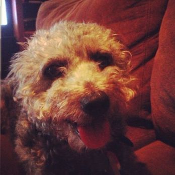 Pets At Peace - Pet Hospice Near Me Pets At Peace - Pet Hospice Near Me