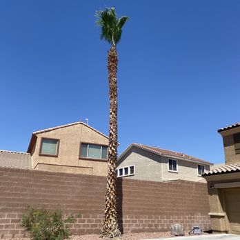 A Cut Above Tree Service - Tree Services Near Me - Las Vegas, Nevada