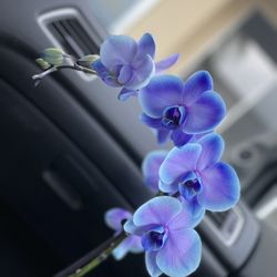 Vons - Exquisite color