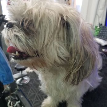 D'Petmode - Pet Groomers Near Me - New York, New York