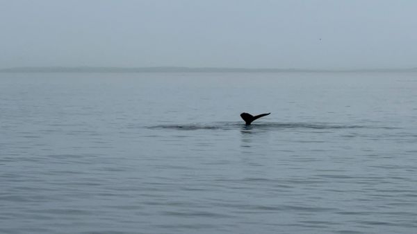 Orca Spirit Adventures Whale Watching by null