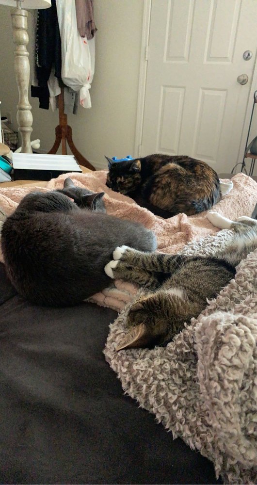 RIVER ROAD ANIMAL HOSPITAL 10 Photos & 15 Reviews 8593 River Rd SE