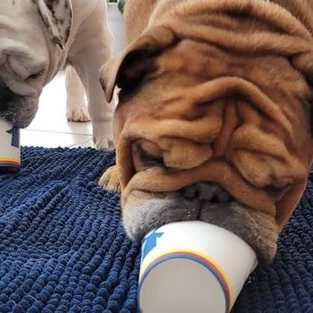Dutch Bros Coffee - Pup cups with the pups - Juice Bars & Smoothies Near Me - Austin, Texas